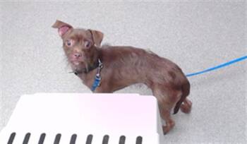WILD MIKE -  Chihuahua and Mixed Breed Dog for Adoption in Omaha, Nebraska - WILD MIKE | PetCurious