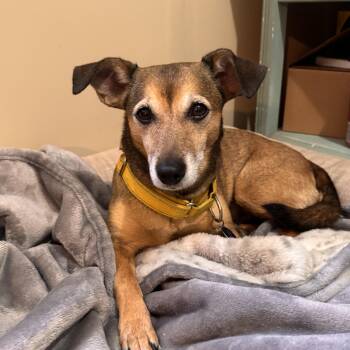 SOLIE -  Dachshund and Chihuahua Dog for Adoption in Sequatchie, Tennessee - SOLIE | PetCurious