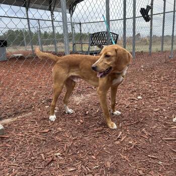 Yellow Labrador Retriever and Hound Dogs Available for Adoption - Hank | PetCurious