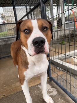Rescue American Bulldog Dogs for Adoption in Denham Springs, Louisiana - Magnus | PetCurious