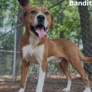 Bandit -  Hound and Labrador Retriever Dog for Adoption in Little Rock, Arkansas - Bandit | PetCurious