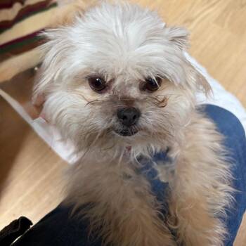 Tag Team 14530 -  Terrier Dog for Adoption in San Francisco, California - Tag Team 14530 | PetCurious