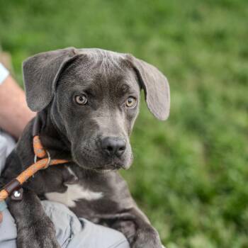 Livie -  Pit Bull Terrier and Mixed Breed Dog for Adoption in Pawling, New York - Livie | PetCurious