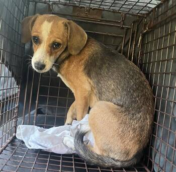 TEX -  Mixed Breed Dog for Adoption in Dallas, Texas - TEX | PetCurious