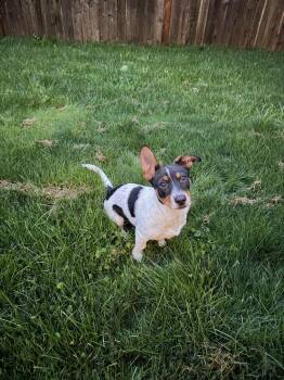 Ollie -  Jack Russell Terrier Dog for Adoption in Vancouver, Washington - Ollie | PetCurious