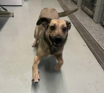 Busy Body -  Black Mouth Cur Dog Available for Adoption in Boyne City, Michigan - Busy Body | PetCurious