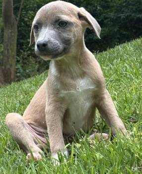 Boxer and Labrador Retriever Dogs Available for Adoption in Watertown, Connecticut - Boston | PetCurious