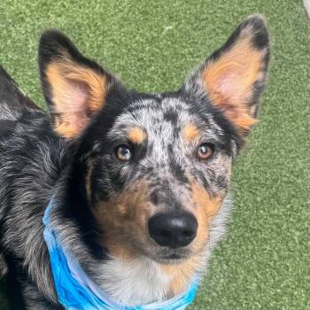 Ruger -  Australian Cattle Dog Blue Heeler and Terrier Dog for Adoption in Bloomfield, Connecticut - Ruger | PetCurious