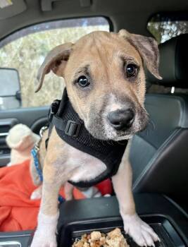Labrador Retriever and Pit Bull Terrier Dogs Available for Adoption - Winston | PetCurious