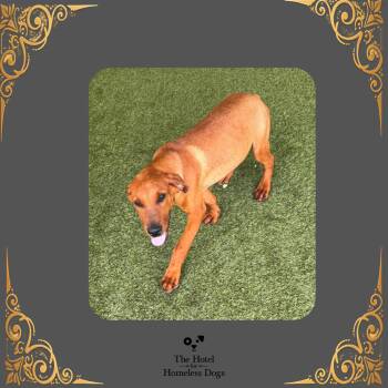 Niall -  Golden Retriever and Mixed Breed Dog for Adoption in Cumberland, Rhode Island - Niall | PetCurious