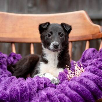 Rough Collie and Border Collie Dogs Available for Adoption - Sophie | PetCurious