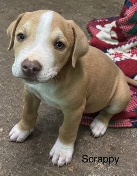 Scrappy (Seven Wonders 2026) -  Pit Bull Terrier and Mixed Breed Dog for Adoption - Scrappy (Seven Wonders 2026) | PetCurious