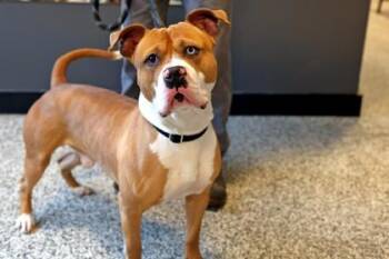 Mixed Breed Dogs Available for Adoption - Crater | PetCurious