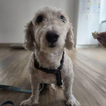 Bentley -  Bichon Frise and Miniature Poodle Dog for Adoption in Wantagh, New York - Bentley | PetCurious