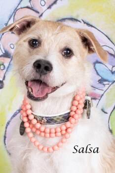 Salsa (Portia) -  Rat Terrier and Terrier Dog for Adoption in Gilbert, Arizona - Salsa (Portia) | PetCurious