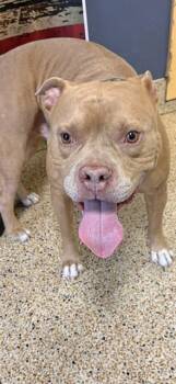 American Bulldog and Mixed Breed Dogs Available for Adoption in Doral, Florida - AMOS | PetCurious