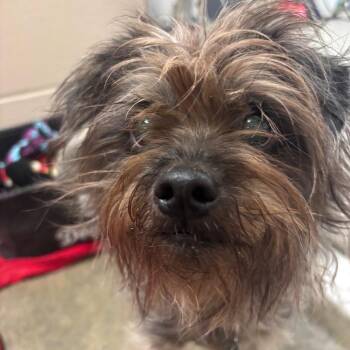 Bella -  Maltese Dog for Adoption in Muncie, Indiana - Bella | PetCurious