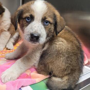 Poetry A2276357 -  Saint Bernard Dog Available for Adoption in Los Angeles, California - Poetry A2276357 | PetCurious