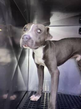 GRETCH -  Mixed Breed Dog for Adoption in Dallas, Texas - GRETCH | PetCurious