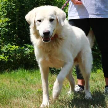 CT Oslo -  Great Pyrenees and Mixed Breed Dog for Adoption in Eastford, Connecticut - CT Oslo | PetCurious