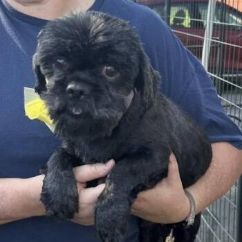 Shih Tzu Dogs Available for Adoption - Gilbert | PetCurious
