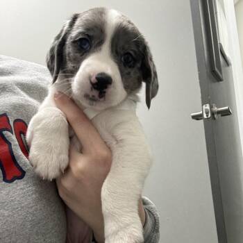 Australian Shepherd and Hound Dogs Available for Adoption - Roxy | PetCurious