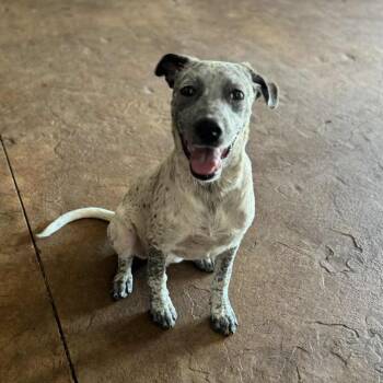 Rescue Australian Cattle Dog Blue Heeler and Labrador Retriever Dogs for Adoption in Chatham, New Jersey - Pepper | PetCurious