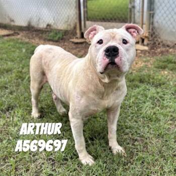 ARTHUR -  Pit Bull Terrier Dog for Adoption - ARTHUR | PetCurious