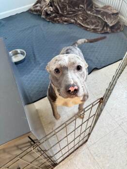 Pit Bull Terrier Dogs Available for Adoption in Brookings, Oregon - Biscuit | PetCurious