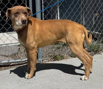 Pit Bull Terrier Dogs Available for Adoption in Elko, Nevada - Brownie/60823204 | PetCurious