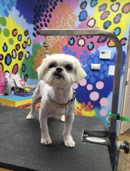 Carter -  Shih Tzu Dog for Adoption in Merrillville, Indiana - Carter | PetCurious