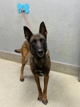NAUGHTY -  Belgian Shepherd Malinois Dog for Adoption in Las Vegas, Nevada - NAUGHTY | PetCurious