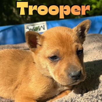 Shepherd and Carolina Dog Dogs Available for Adoption in Ragland, Alabama - Trooper | PetCurious