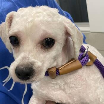 Wellington -  Maltese Dog for Adoption in Des Moines, Iowa - Wellington | PetCurious