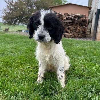 Cocker Spaniel Dogs Available for Adoption in Houston, Texas - Marshmallow Fluff | PetCurious