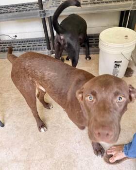 Chewy -  Chocolate Labrador Retriever Dog for Adoption in Manchester, Connecticut - Chewy | PetCurious