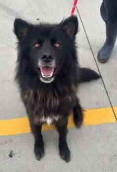 Tucker Boy -  German Shepherd Dog Dog for Adoption in Aurora, Indiana - Tucker Boy | PetCurious