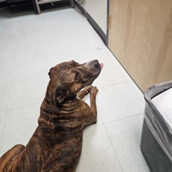 Brindy -  Pit Bull Terrier Dog for Adoption in Philadelphia, Pennsylvania - Brindy | PetCurious