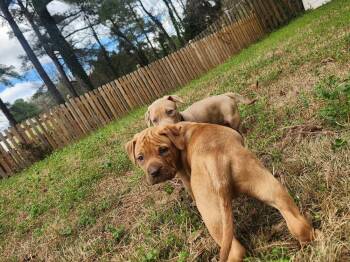 American Staffordshire Terrier Dogs Available for Adoption - Reece | PetCurious