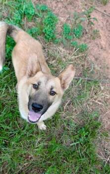 Sable -  Shepherd and Mixed Breed Dog for Adoption in Morton Grove, Illinois - Sable | PetCurious