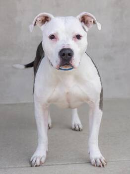 Mixed Breed Dogs Available for Adoption in Longmont, Colorado - Kilo | PetCurious