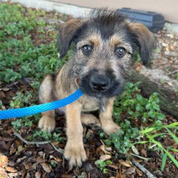 Juanito -  Border Terrier Dog for Adoption in Aledo, Texas - Juanito | PetCurious
