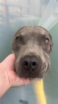 MOZZY -  Pit Bull Terrier and Mixed Breed Dog for Adoption in Colorado Springs, Colorado - MOZZY | PetCurious