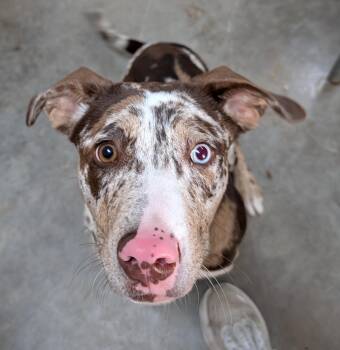 Brookie -  Catahoula Leopard Dog Dog for Adoption in Decatur, Illinois - Brookie | PetCurious