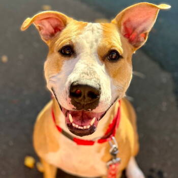 Rescue Pit Bull Terrier Dogs for Adoption in Bloomfield, Connecticut - Zola | PetCurious