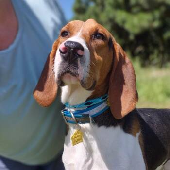 Treeing Walker Coonhound Dogs Available for Adoption - Prince | PetCurious
