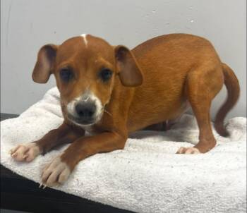 Hound Dogs Available for Adoption in Pryor, Oklahoma - Oscar | PetCurious