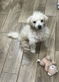Poodle Dogs Available for Adoption - Angel | PetCurious