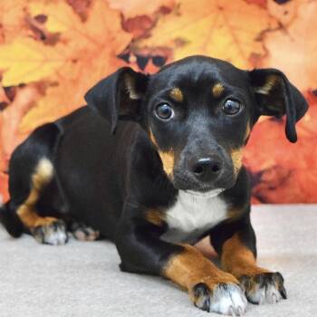 Louie (puppy) - ECAS -  Terrier and Mixed Breed Dog for Adoption in Pleasanton, California - Louie (puppy) - ECAS | PetCurious