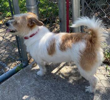 Martha -  Terrier Dog for Adoption in Bloomfield, Connecticut - Martha | PetCurious